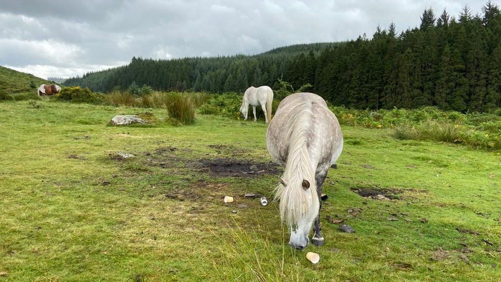 Horses eating grass around rubbish