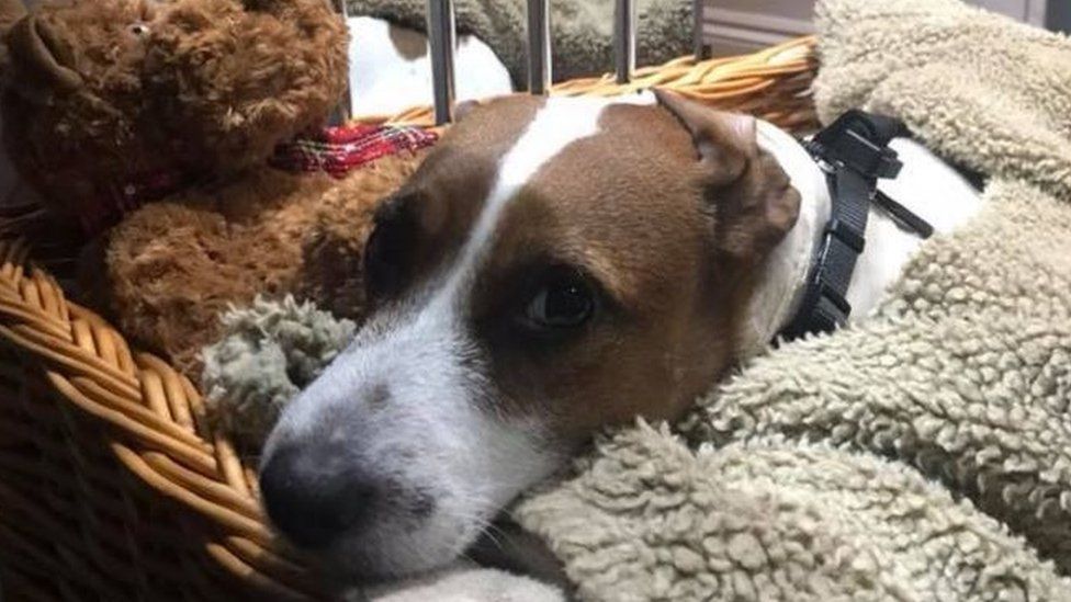 Jack Russell Thrown Out Of Moving Car In Bradford Bbc News