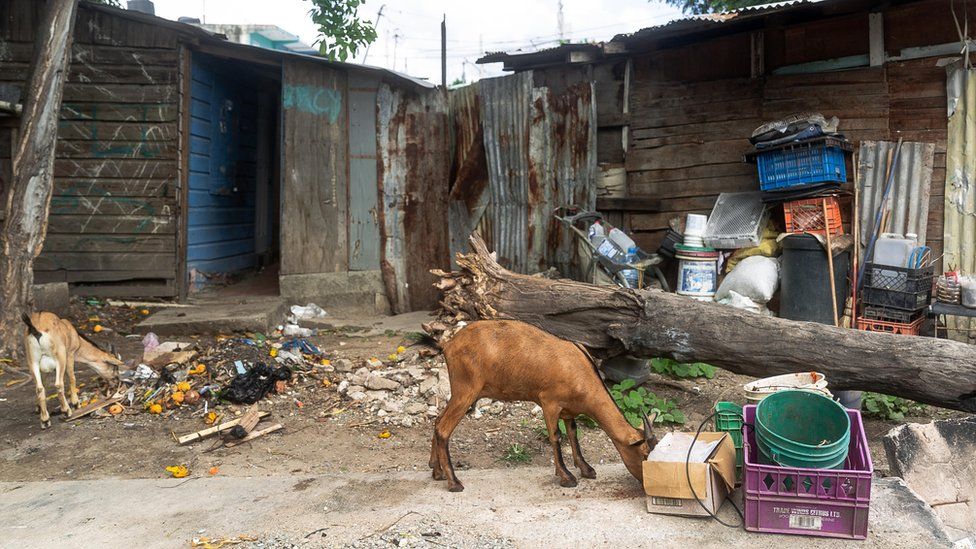 A goat searches for food outside some shacks
