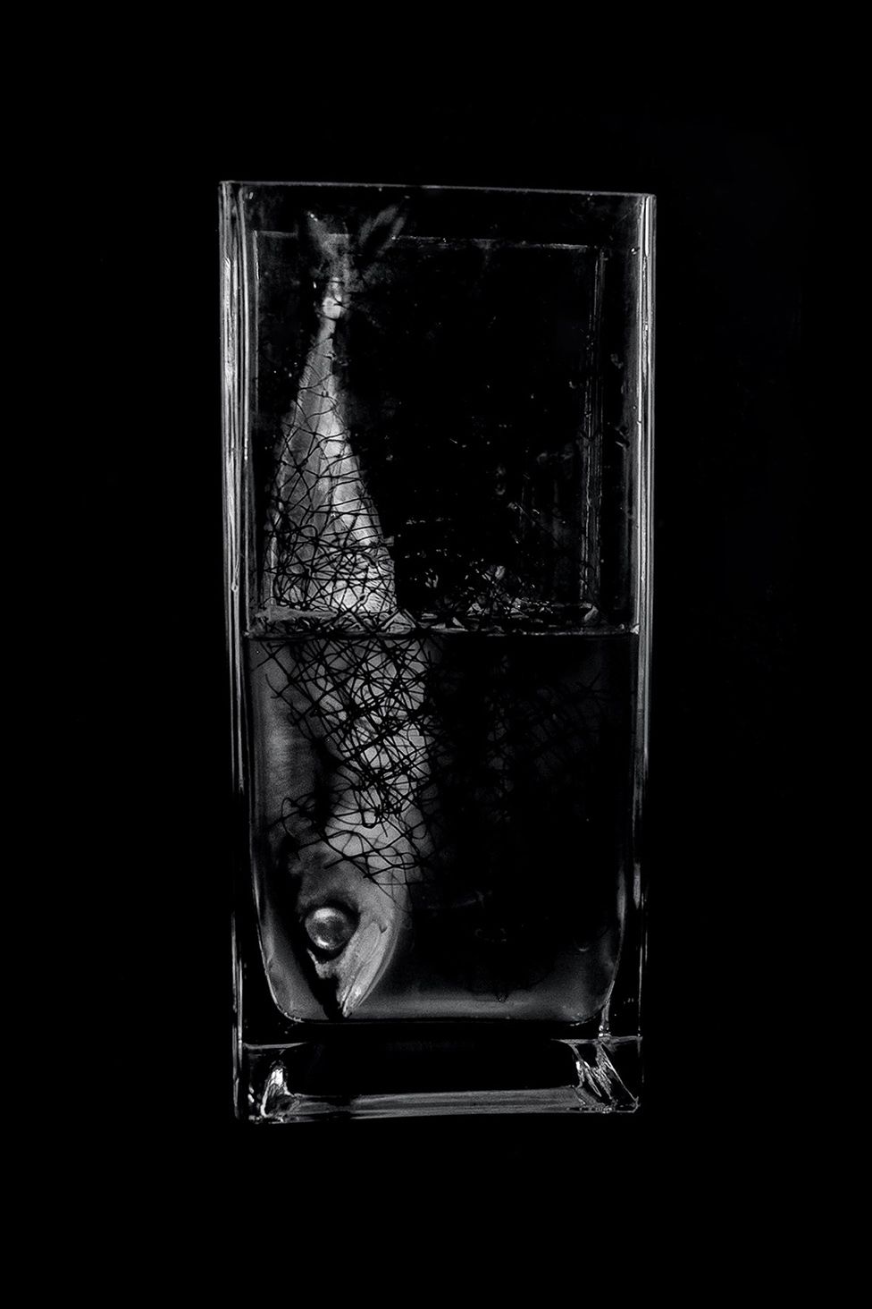 A shot of a fish in a glass of water