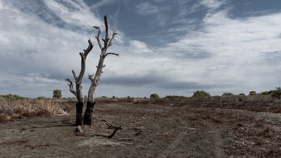 Rain clouds start to form in the sky above a drought-affected tree in New South Wales
