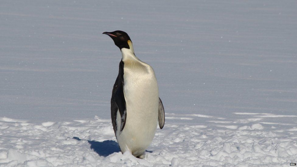 A large Emperor penguin in the foreground