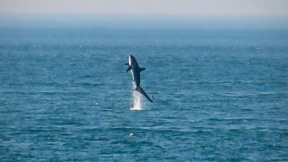 The thresher shark was pictured off Rathlin Island