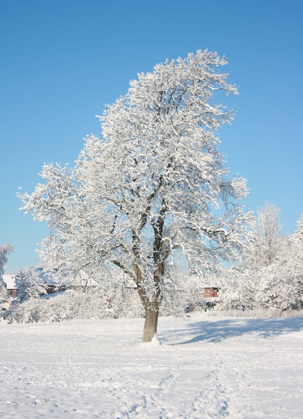 A snow covered tree