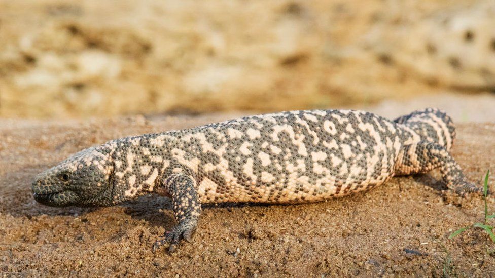 Gila monster in southern Arizona