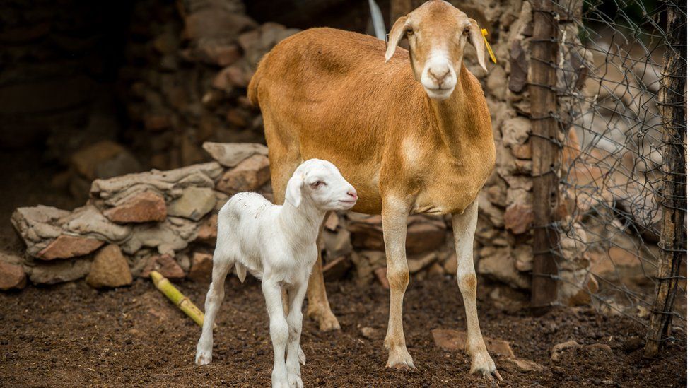 African Damara sheep breed new to UK 'looks like goat' - BBC News