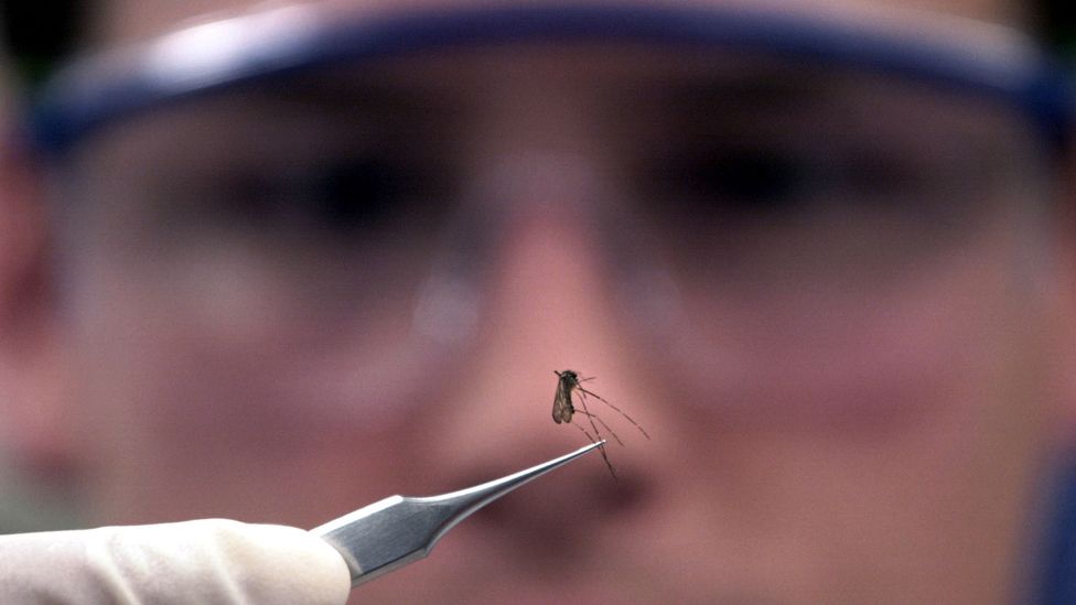 Scientist holds mosquito on end of a pincer