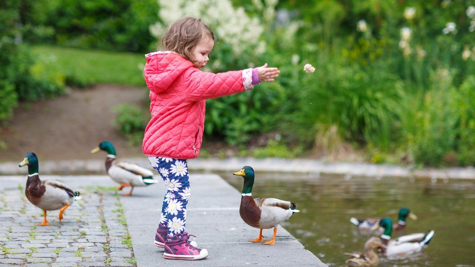 Girl throwing bread for ducks
