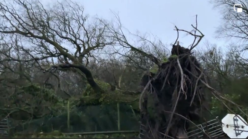 A fallen oak tree at Woodfield Animal Sanctuary