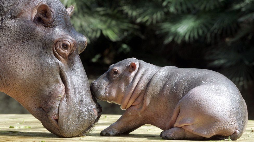 Hippopotamus baby Gregor (r) is caressed by his mother Nicole on 15 August 2005 at the zoo in Berlin