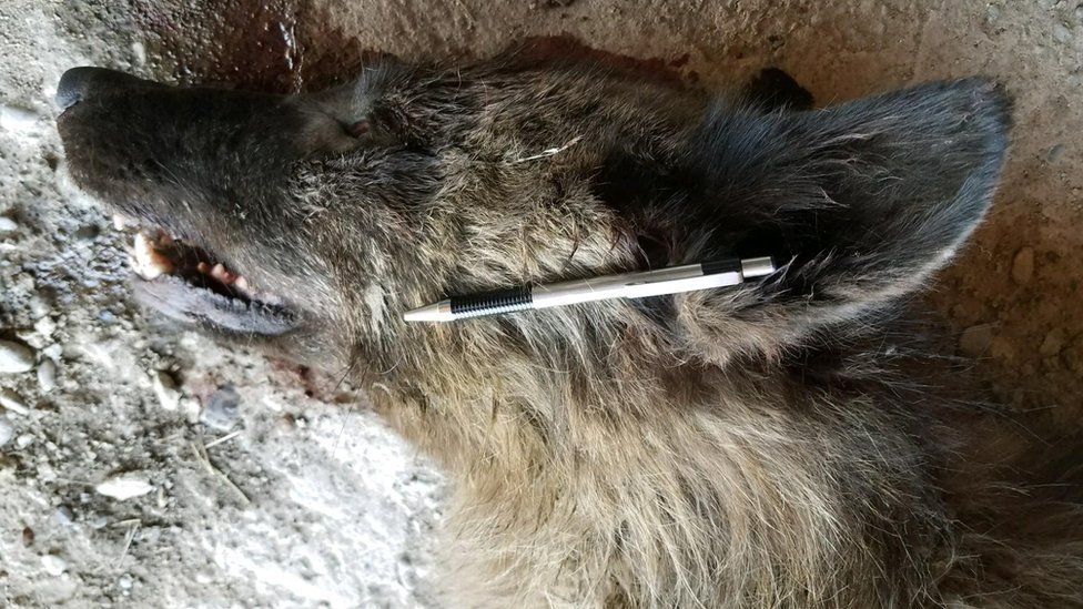 Wolf-like' creature shot near Montana ranch puzzles experts - BBC News