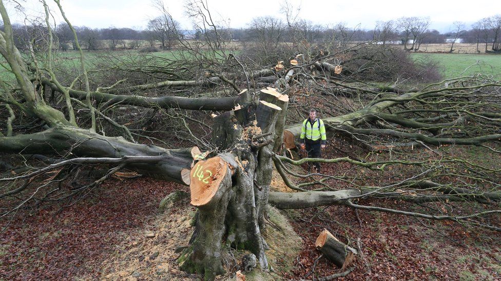 200-year-old-trees-illegally-cut-down-in-blackwood-bbc-news