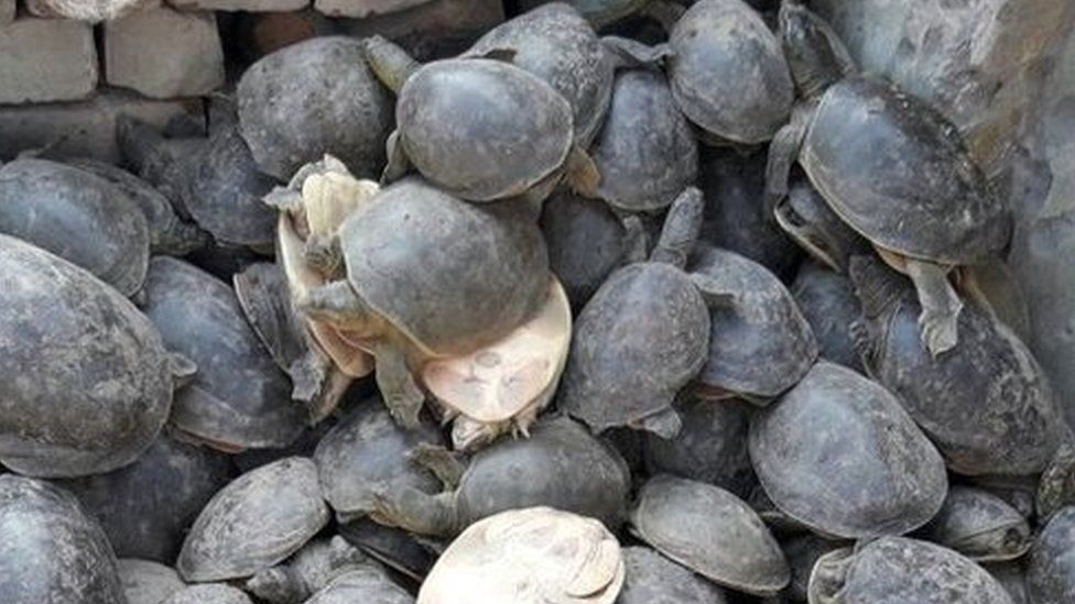 Flapshell turtles