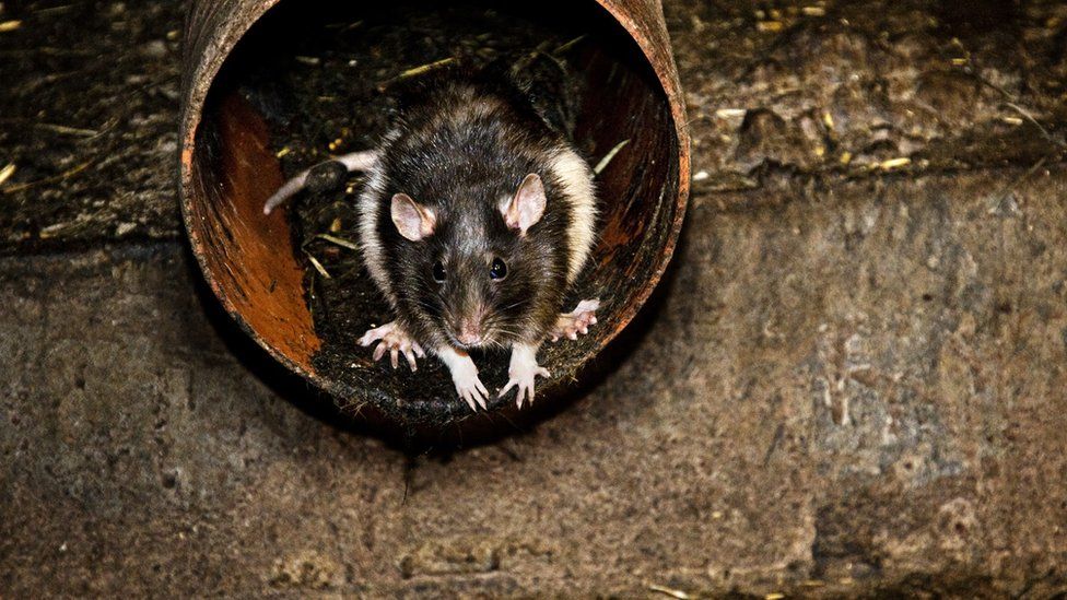 Rat in sewer pipe