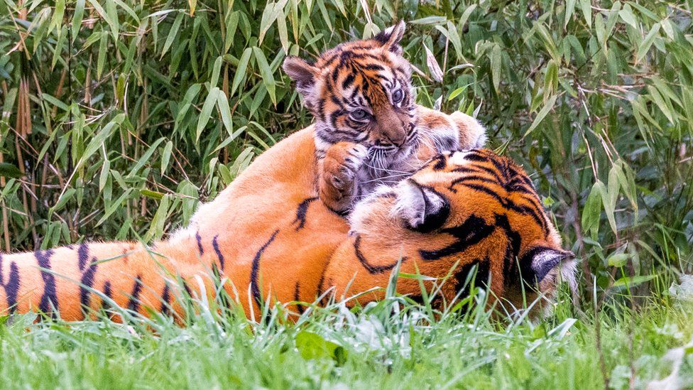 Sumatran tiger and cub