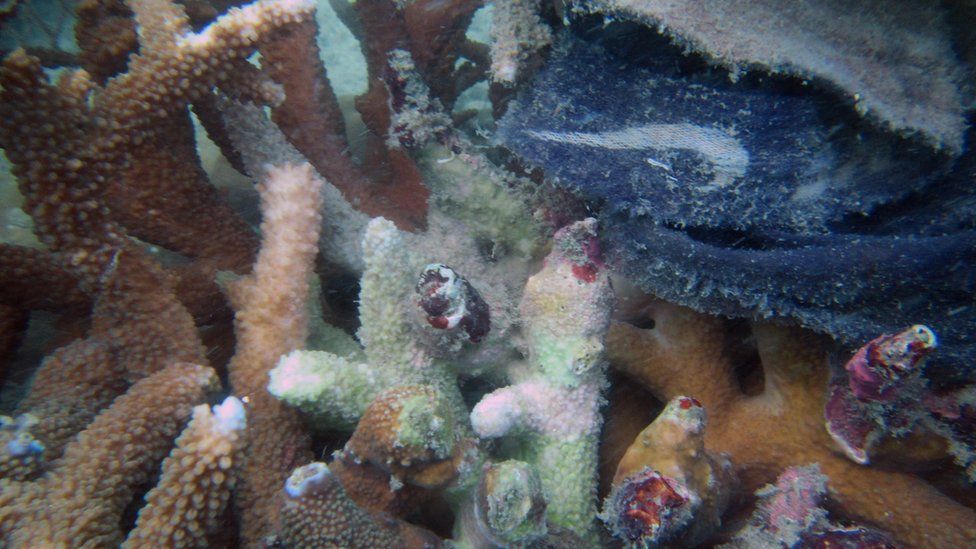 Infected coral snagged in plastic