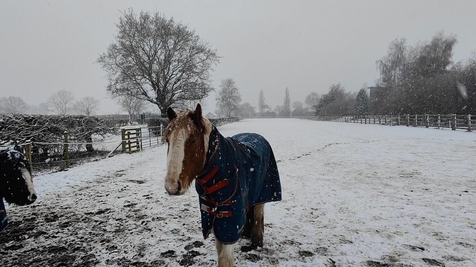 Horse in the snow in Sutton Bonington