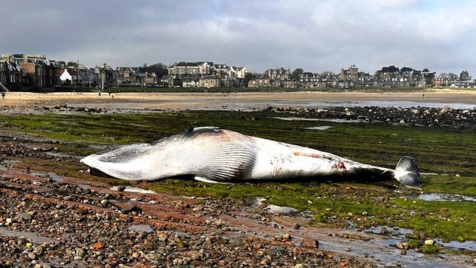 whale in North Berwick