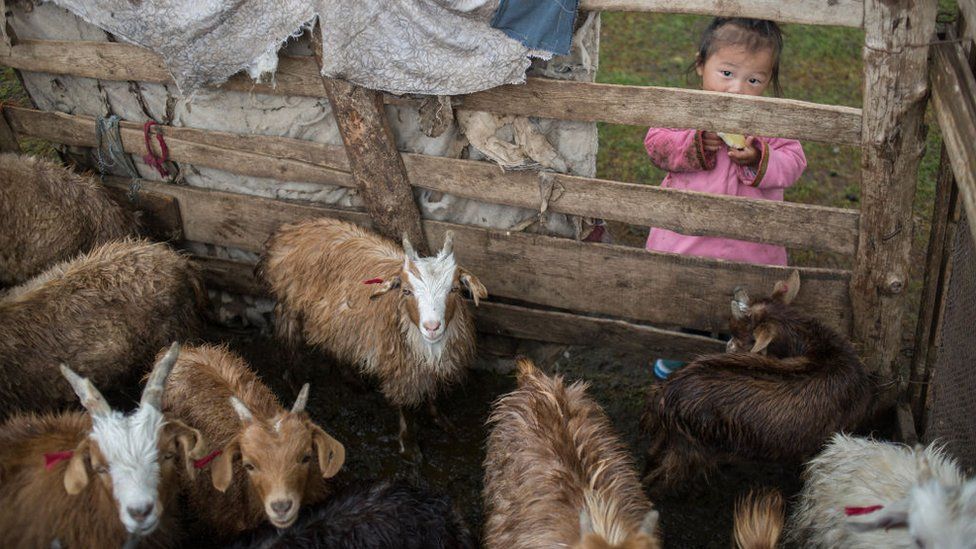 A child looking at a pen of cashmere goats in southern Mongolia