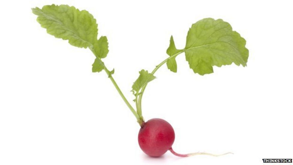 What do radicals and radishes have in common? BBC News