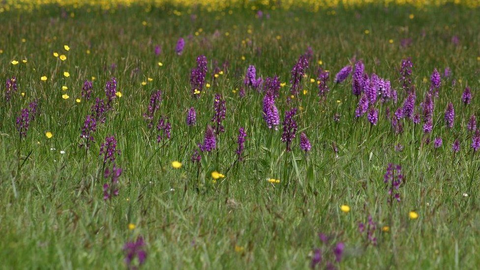 A wild orchid field in Jersey
