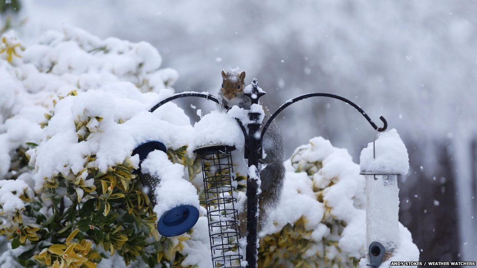 A squirrel in the snow