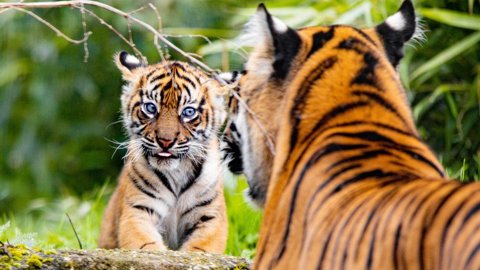 Sumatran tiger twins thriving in first public appearance at Chester Zoo - BBC News