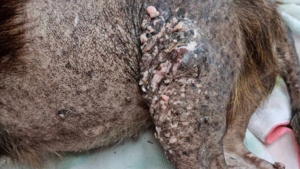 Photo shows 'shocking' state of the abandoned dog's skin