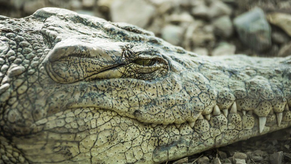 close-up of crocodile with half-closed eye