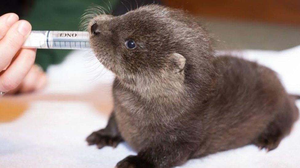 Baby otter being fed by Sarah Neill