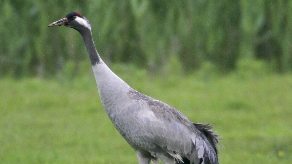 First Welsh-born crane to take to skies in 400 years - BBC News