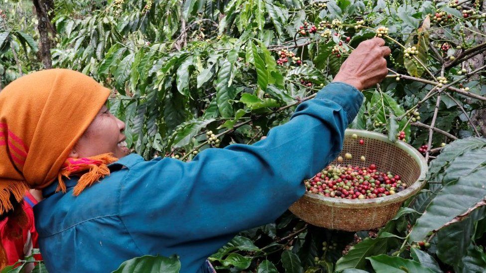 A woman collects the coffee harvest