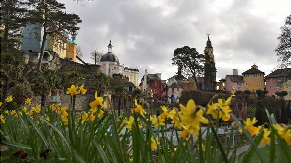 Portmeirion daffodils