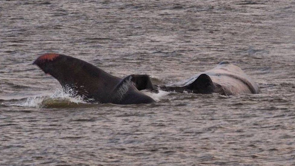 Whale at Hunstanton