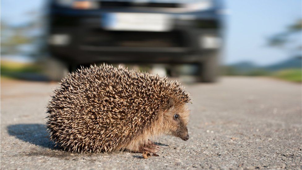 Homemade hedgehog crossing signs put up by Bristol road BBC News