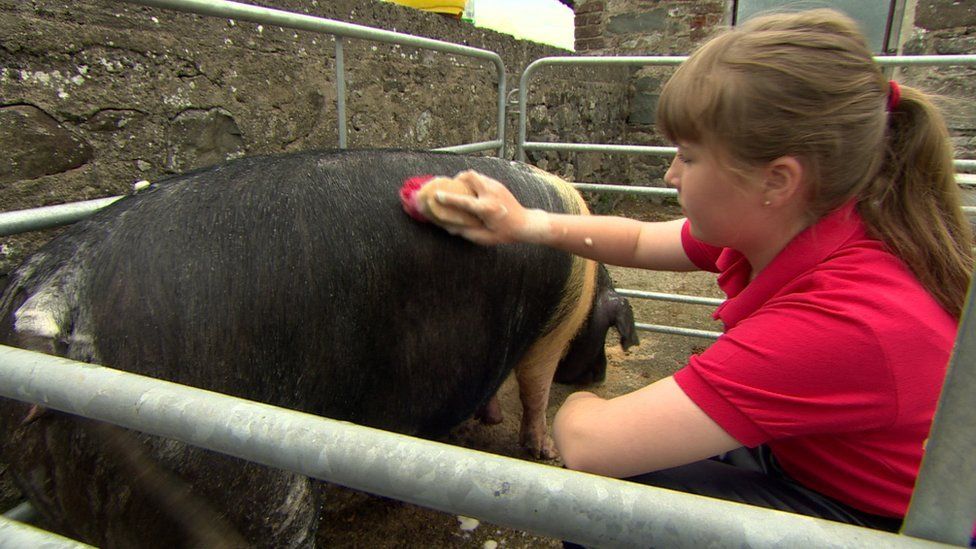 Samara washing her pigs