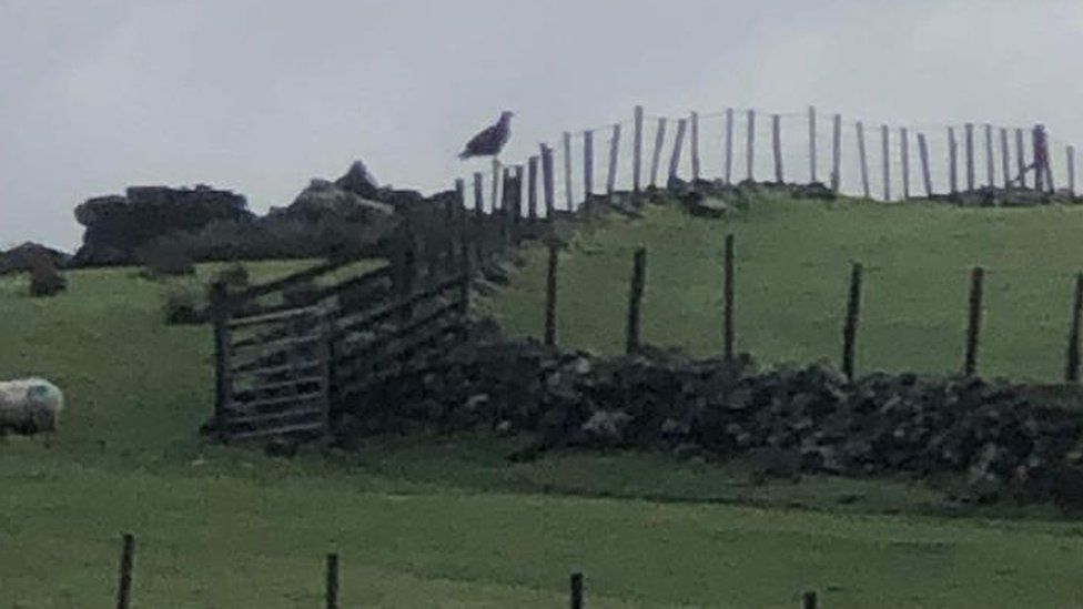 The eagle perched on a fence at the farm