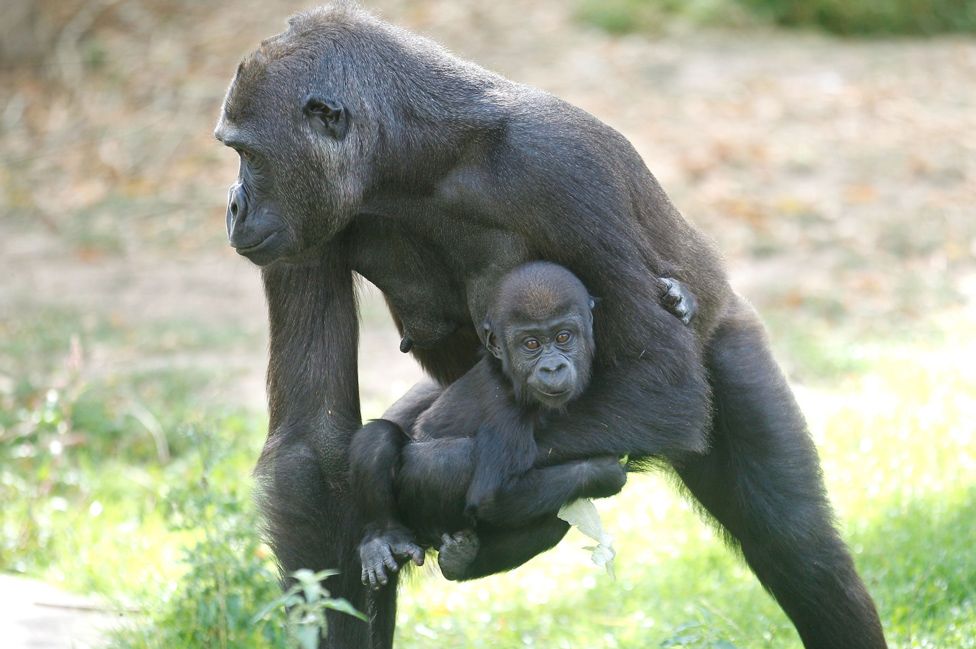 Surviving gorillas, file pic, 6 Sep 19