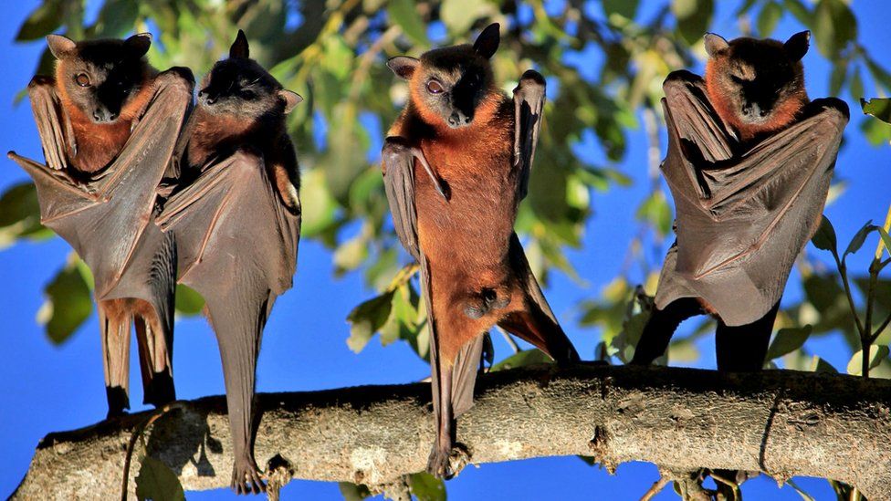 This is what happens when you turn bats upside down - BBC Newsround