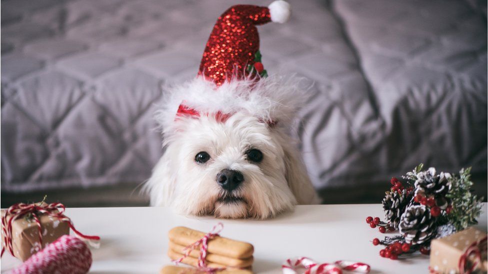 VOTE: Are you getting your pet a Christmas present? - BBC Newsround