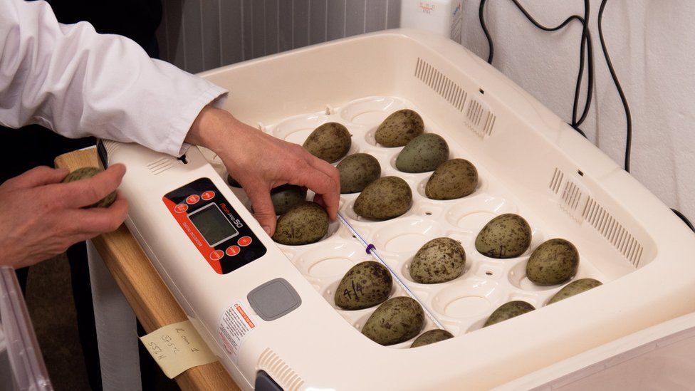 A person looking after curlew bird eggs at Pensthorpe Natural Park