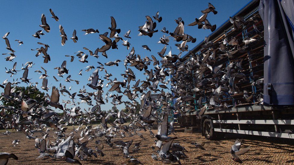 Mass release of pigeons from a lorry