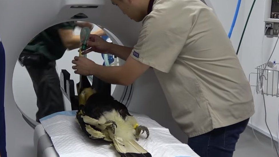 Jary the hornbill undergoes a scan