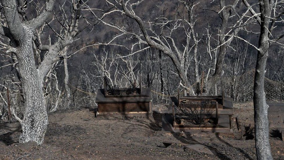 Обугленные деревья видны после лесного пожара в Тизи-Узу, одном из самых густонаселенных городов в регионе Кабили в Алжире