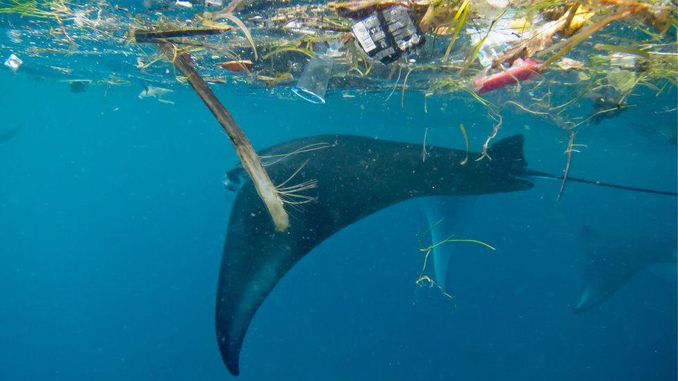 Manta ray with plastic in Indonesia