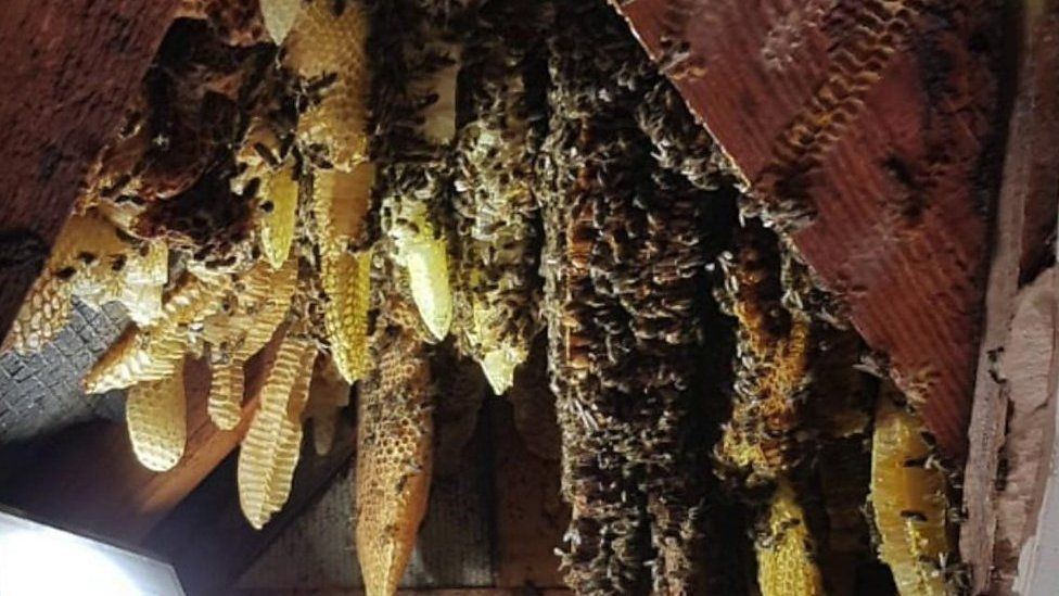 About 20,000 bees have been removed from a house in Coventry and rehomed with a bee keeper in Lichfield.