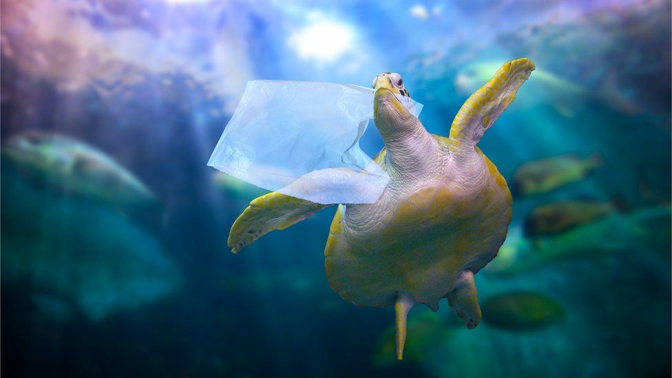 turtle with a plastic bag in its mouth