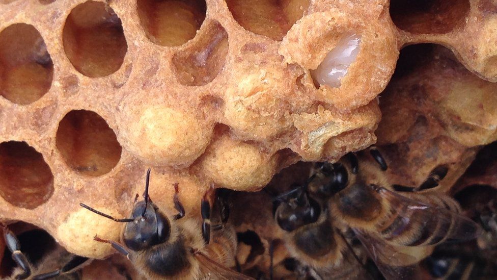 Bees in a hive