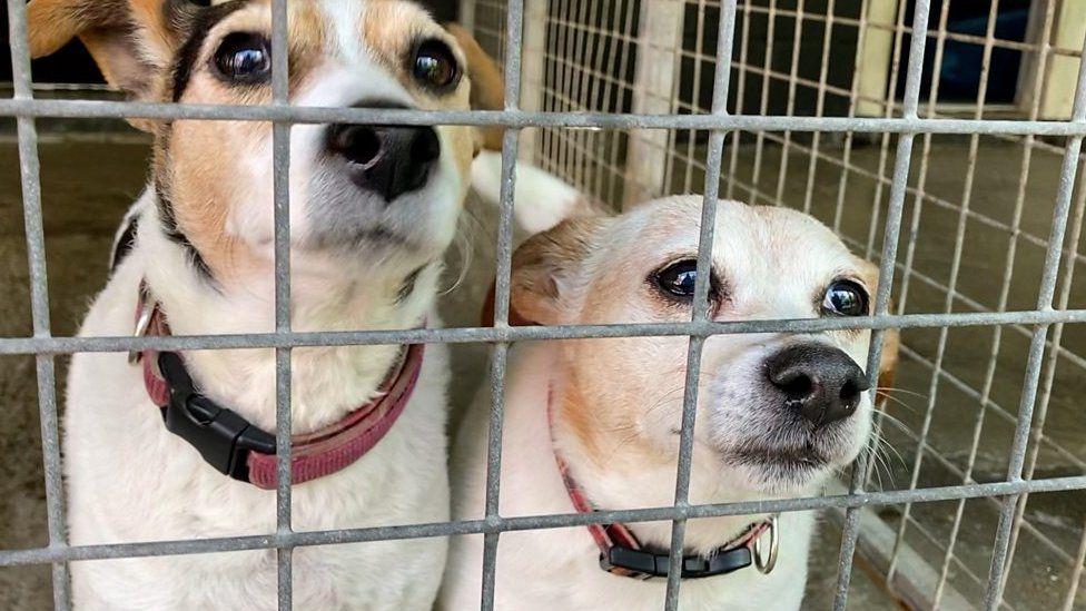 Litter of labrador puppies found abandoned near Winchester - BBC News