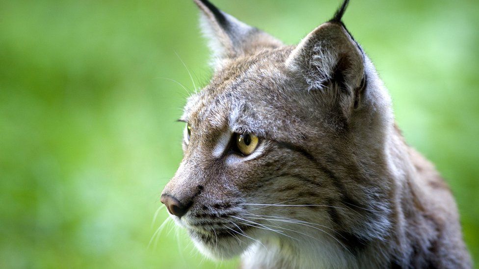 Rewilding: New project to restore wildlife in the Yorkshire Dales - BBC ...